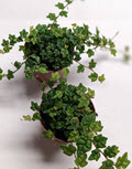 2" Ficus Quercifolia String of Frogs Oakleaf